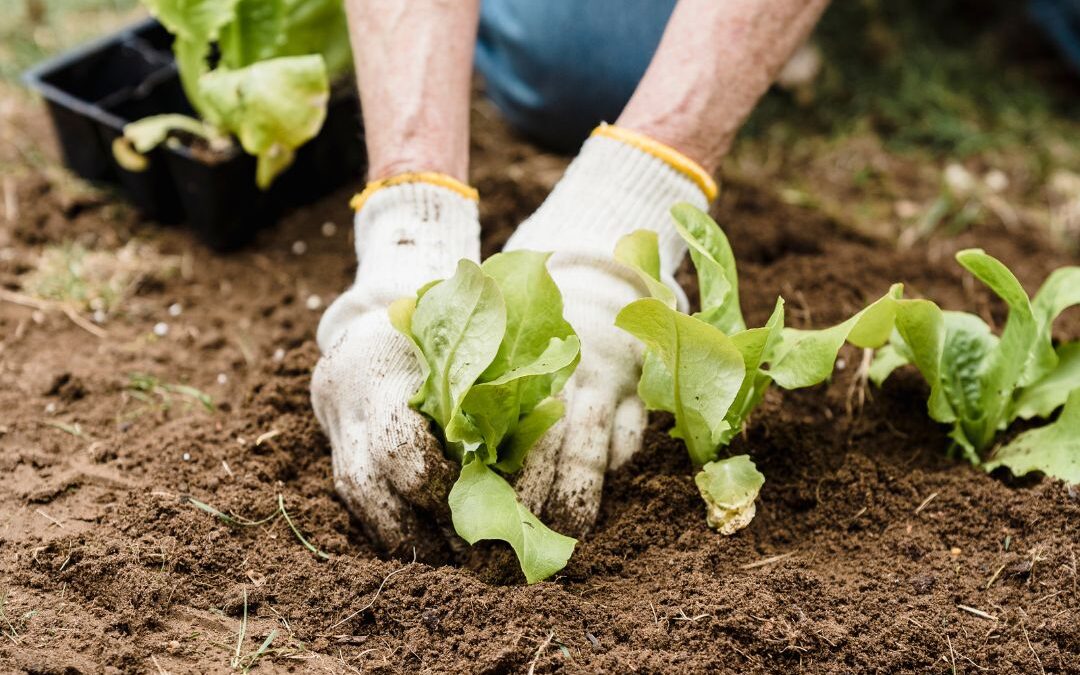Garden magic in 10 minutes a day