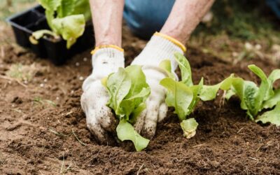 10-Minute Garden Magic: Growing Abundance When You’re Short on Time