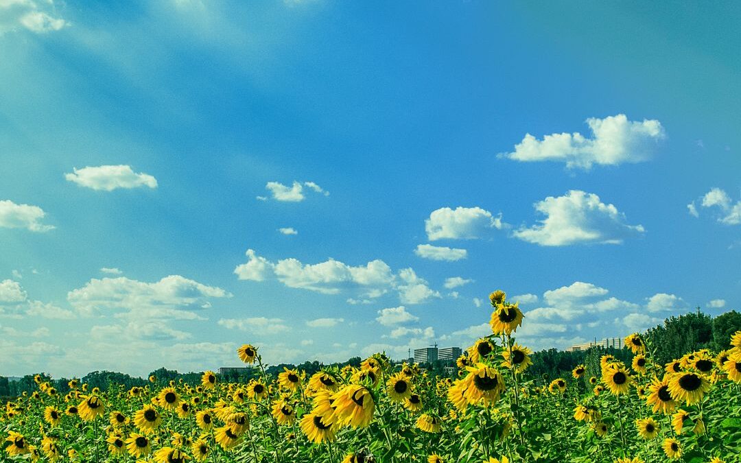 Finding Your Summer Rhythm: A Farm Wife’s Breathing Space