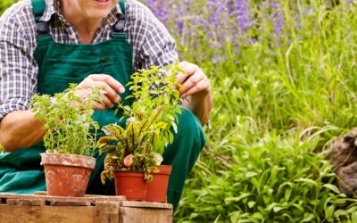 June Gardening in Zone 5b: Simple Steps to Summer Success