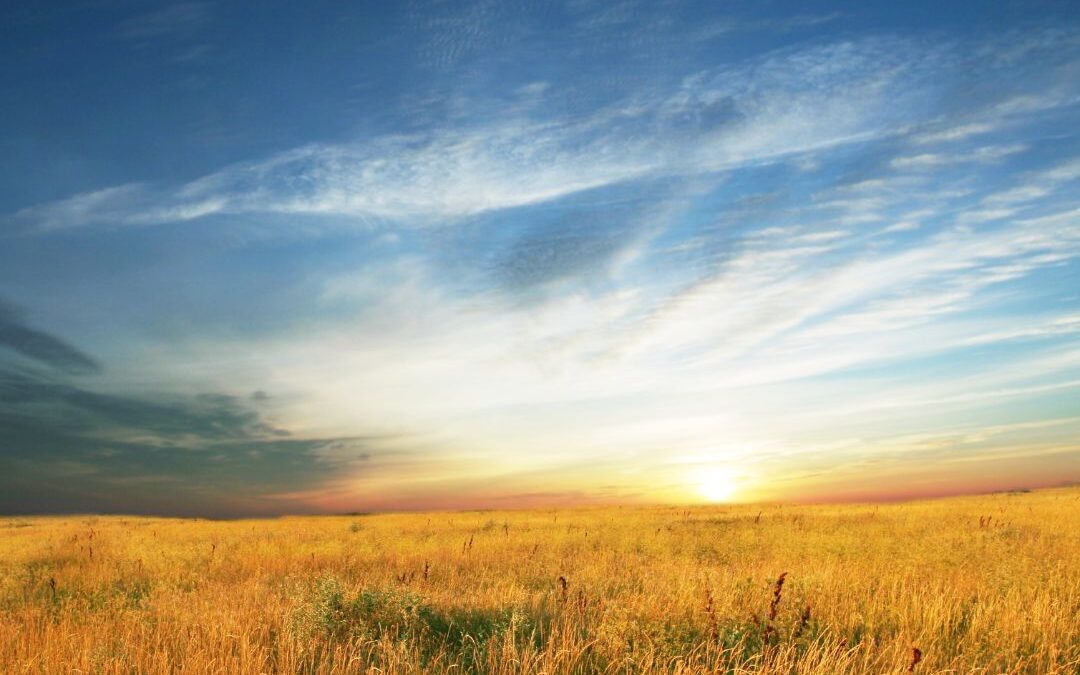 Finding Calm When Your Farm Feels Like It’s Falling Apart