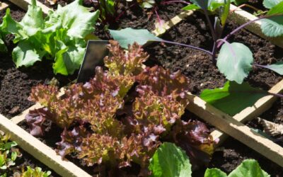Small Garden, Big Security: Growing and Preserving Food All Year Long