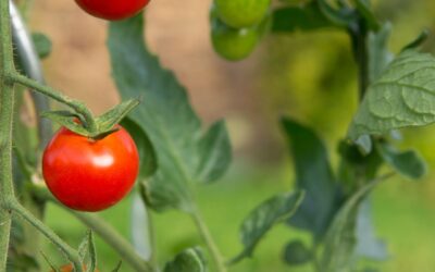 Why Gardening Is Easier Than You Think (And How to Get Started Today)