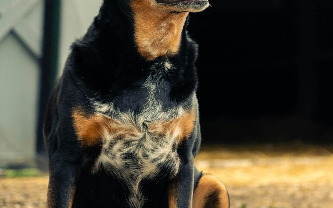 Farm dog living best life