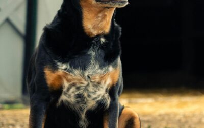 Natural Solutions for Pet Pests: A Holistic Approach to Farm Animal Health