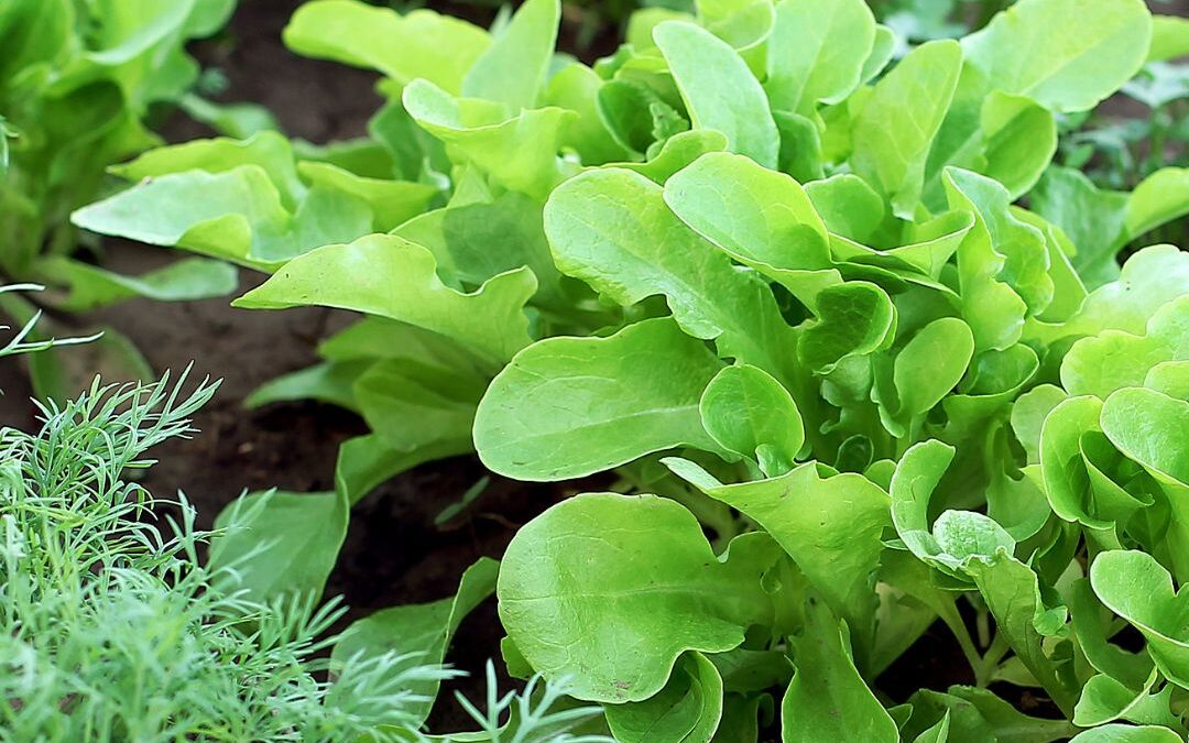 What to Plant in July for a Bountiful Fall Harvest (Zone 5)