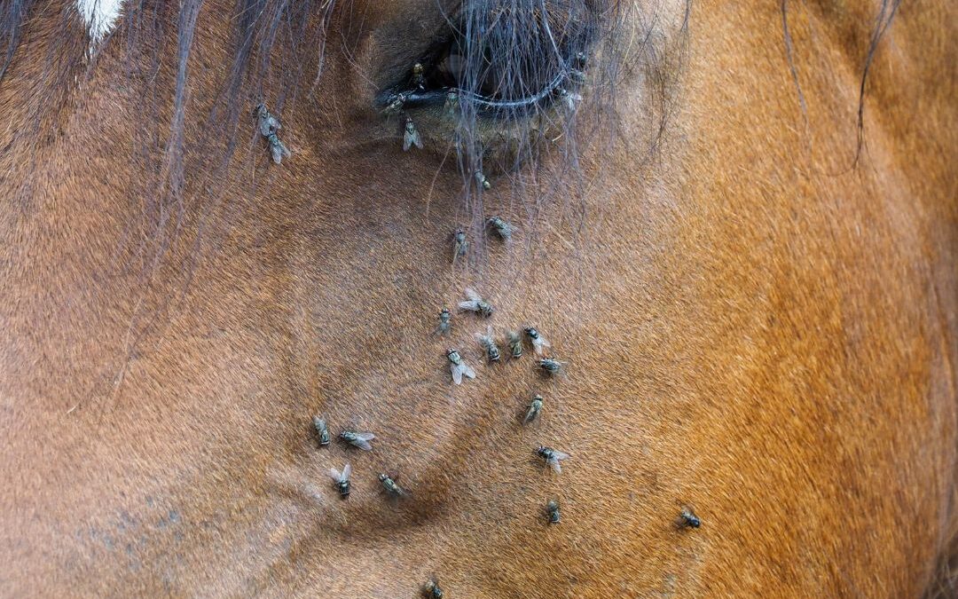 Flies are bothering a horse
