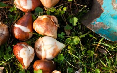 How to Cut Grocery Bills with Fall Bulbs: A Stressed Farm Wife’s Guide to Growing Food and Beauty
