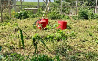 Growing Your Own Food When Money’s Tight: A Farm Wife’s Honest Guide