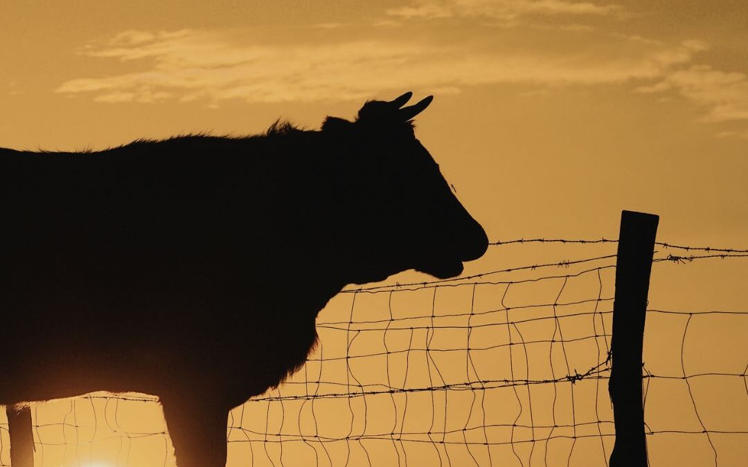 When “Goodbye Cows” Was Only the Beginning