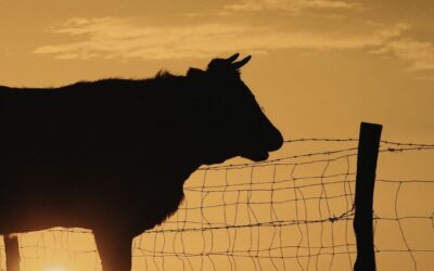 When “Goodbye Cows” Was Only the Beginning