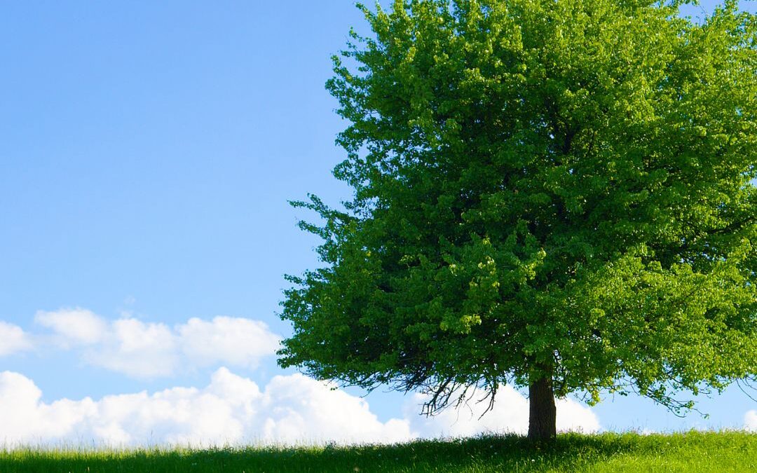 How Deep Are Your Roots? What Farm Bankruptcy Taught Me About Holding On — and Letting Go