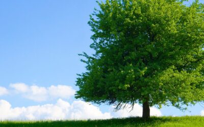 How Deep Are Your Roots? What Farm Bankruptcy Taught Me About Holding On — and Letting Go