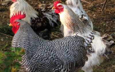 How to Start Homesteading the Right Way (Lessons From 7 Years In)