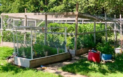 You Don’t Need 80 Acres: The Homesteading Mindset That Changes Everything