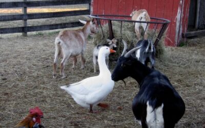 Homestead Protein Sources: What to Raise No Matter Your Land Size