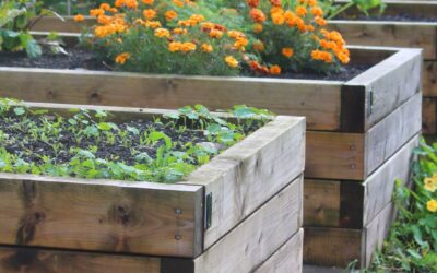 Growing Your Own Food: Vegetables, Fruits & the Magic of Polyculture