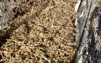Getting Ready for Your Spring Garden: A Fall Planning Checklist