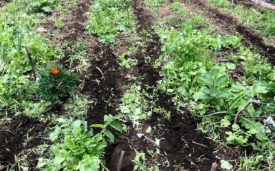 How to Start a Garden From Scratch: What I Learned From Rocks, Rabbits, and Trial and Error