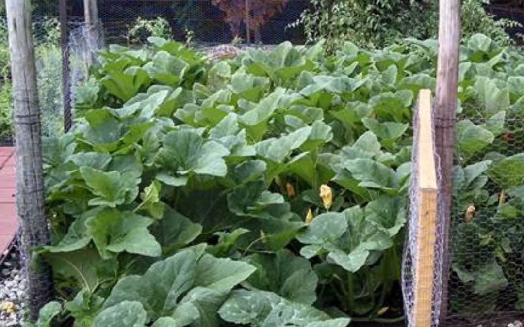 a beginner's garden with vines everywhere